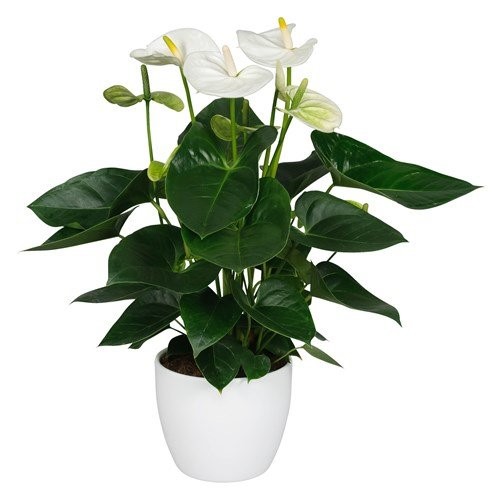 Planten